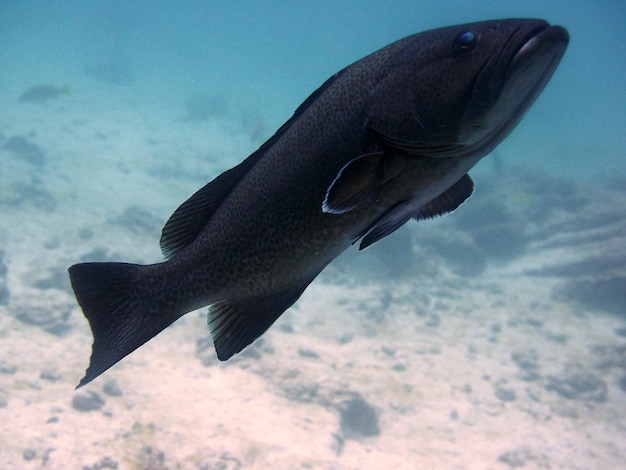 Foto prossimo piano di pesci che nuotano in mare