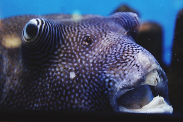 Close-up of fish swimming in sea