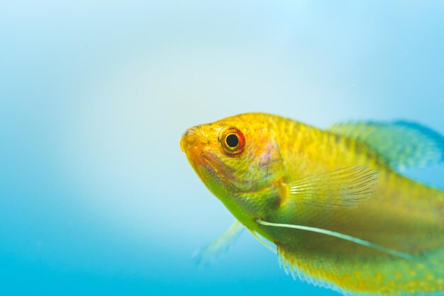 Close-up of fish swimming in sea