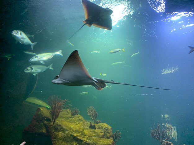 Photo close-up of fish swimming in sea