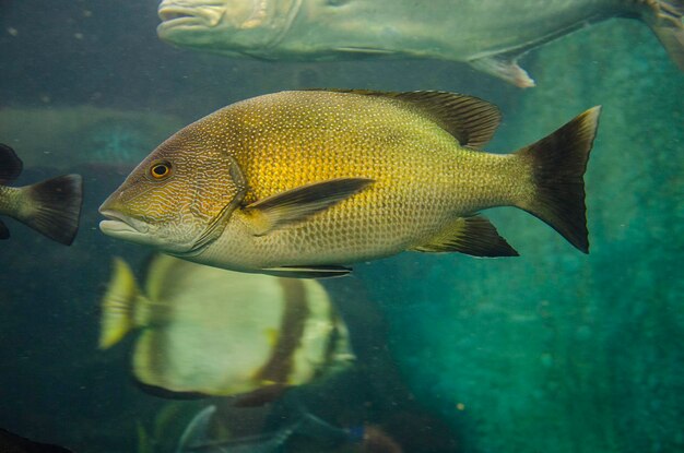 Close-up of fish swimming in sea