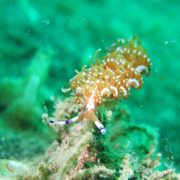 Close-up of fish swimming in sea