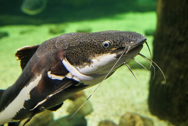 海で泳ぐ魚のクローズアップ