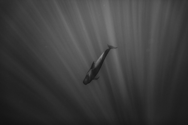 Close-up of fish swimming in sea