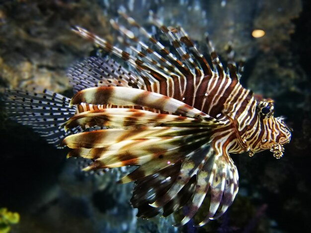 Foto prossimo piano di pesci che nuotano in mare