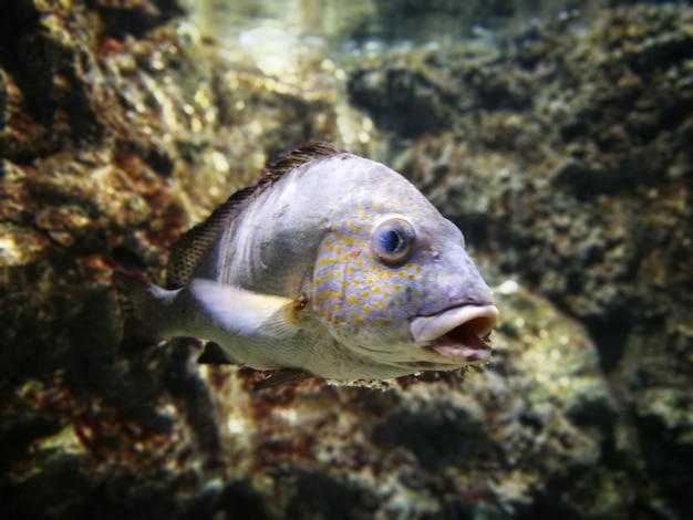 Close-up of fish swimming in sea