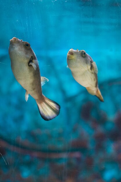 Close-up of fish swimming in sea