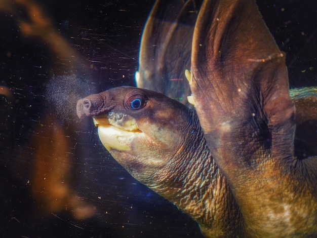 Photo close-up of fish swimming in sea