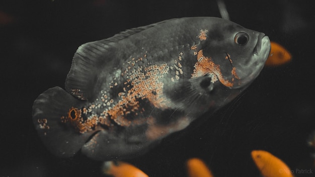 Photo close-up of fish swimming in sea