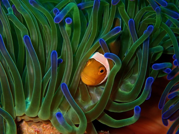 Foto prossimo piano di pesci che nuotano in mare