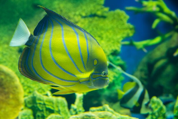 Foto prossimo piano di pesci che nuotano in mare