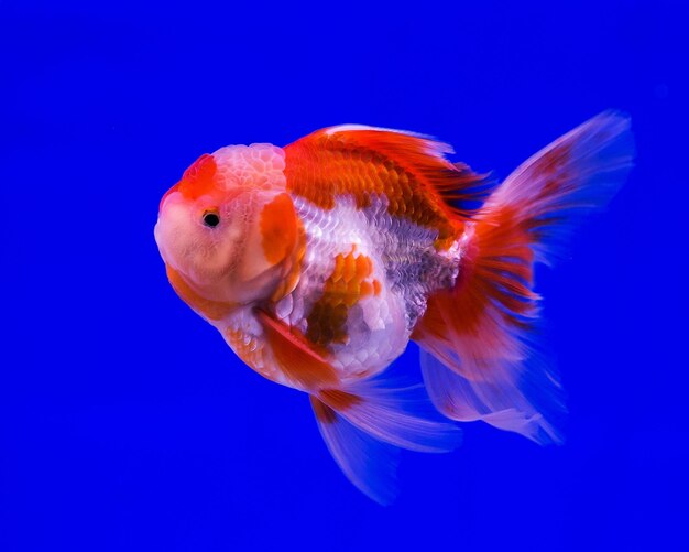 Photo close-up of fish swimming in sea