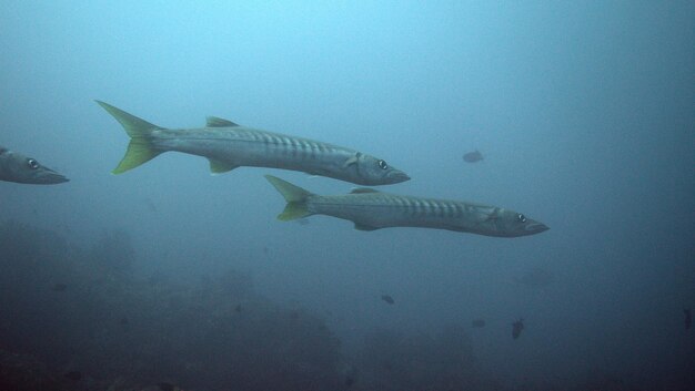 Close-up of fish swimming in sea