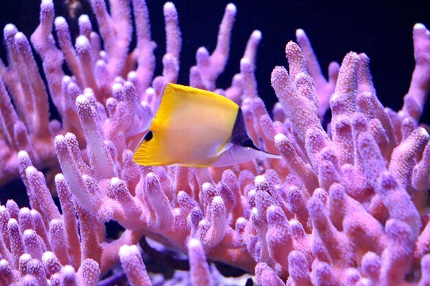 Close-up of fish swimming in sea