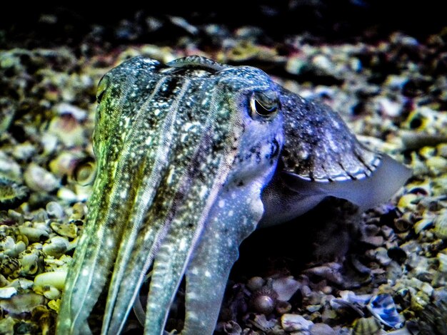 Foto prossimo piano di pesci che nuotano in mare