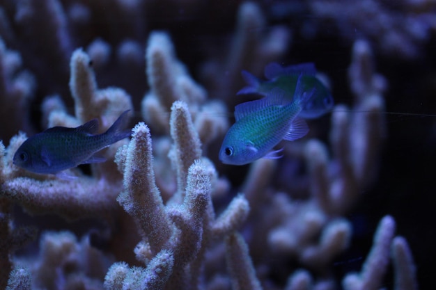 海で泳ぐ魚のクローズアップ