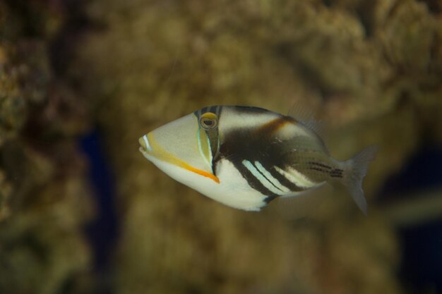 Close-up of fish swimming in sea