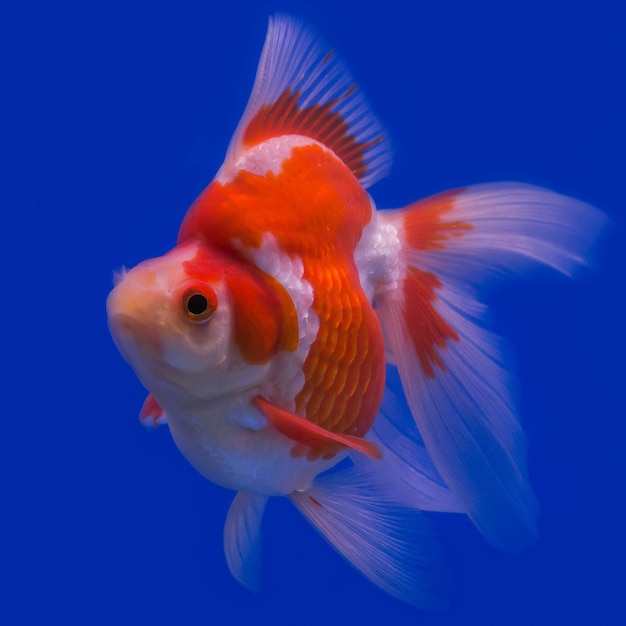 Close-up of fish swimming in sea