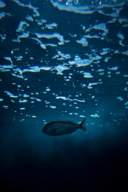 Photo close-up of fish swimming in sea