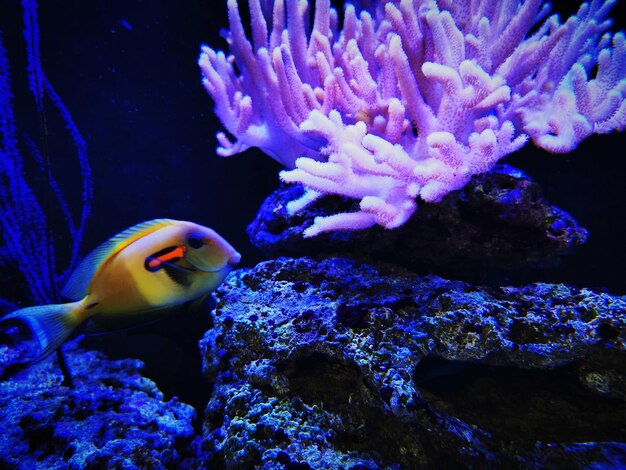 Close-up of fish swimming in sea