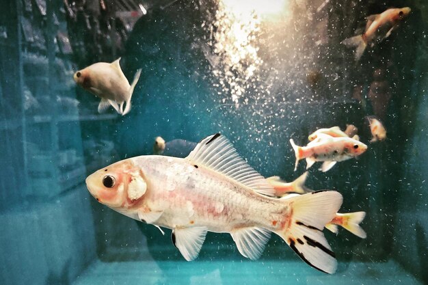 Photo close-up of fish swimming in sea