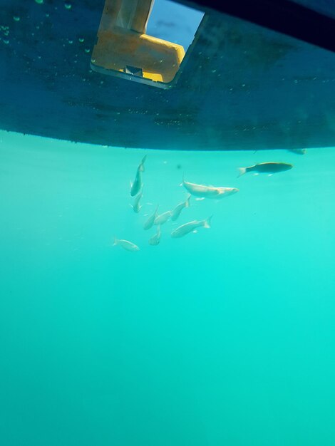 Close-up of fish swimming in sea