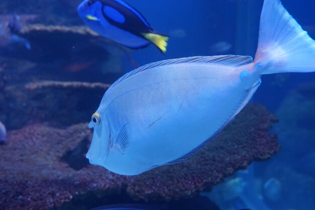 Photo close-up of fish swimming in sea