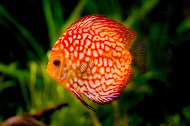 Photo close-up of fish swimming in sea