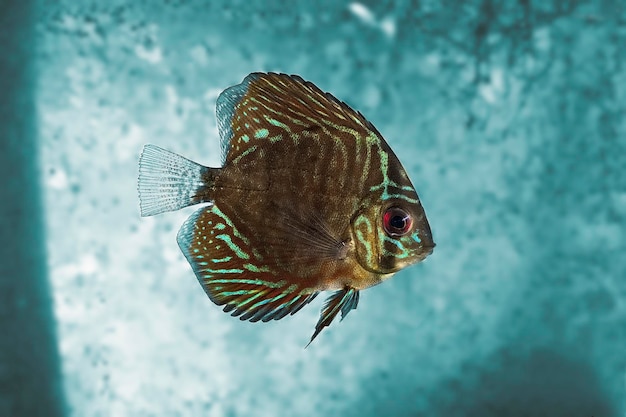 Photo close-up of fish swimming in sea