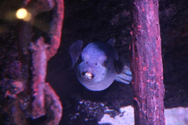 Photo close-up of fish swimming in sea