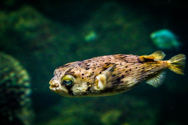 Close-up of fish swimming in sea