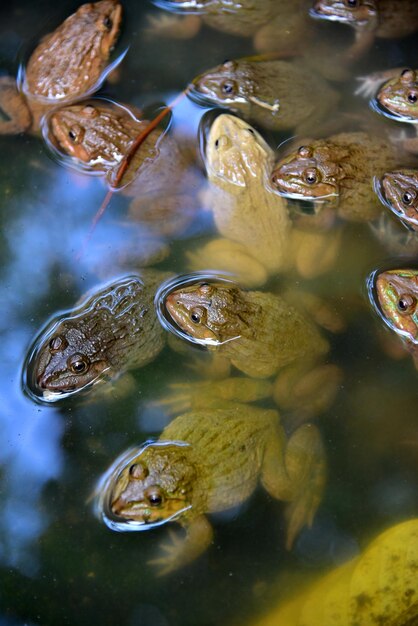 Photo close-up of fish swimming in sea