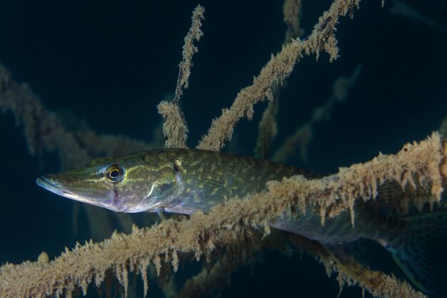 Close-up of fish swimming in sea