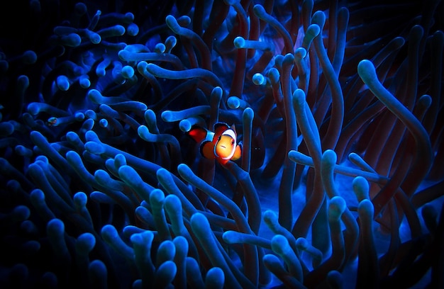 Photo close-up of fish swimming in sea