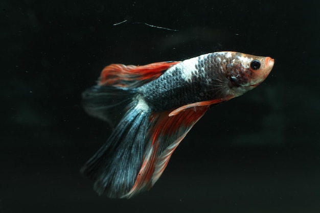 海で泳ぐ魚のクローズアップ