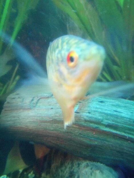 Close-up of fish swimming in sea