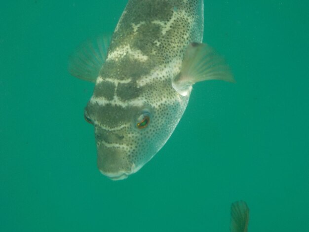 Close-up of fish swimming in sea