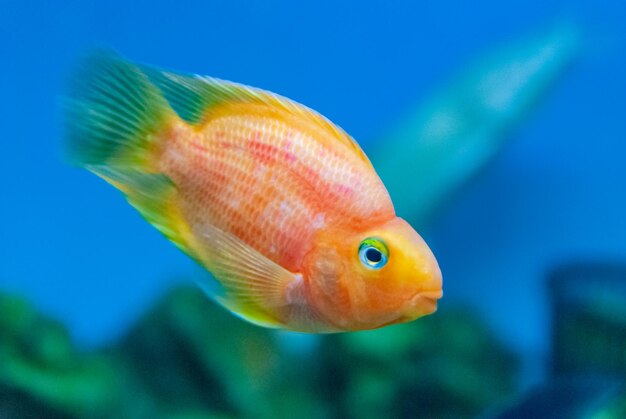 Close-up of fish swimming in sea