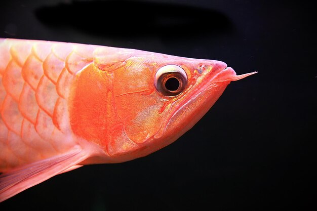 Photo close-up of fish swimming in sea