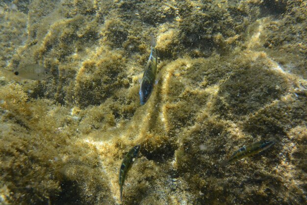 Close-up of fish swimming in sea