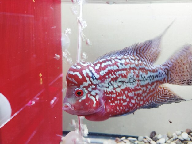 Photo close-up of fish swimming in sea