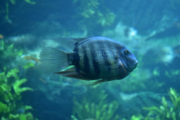 Close-up of fish swimming in sea