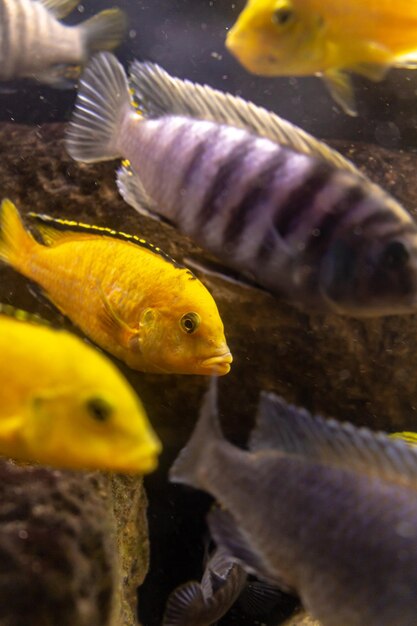 Photo close-up of fish swimming in sea