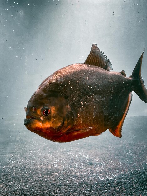 Photo close-up of fish swimming in sea