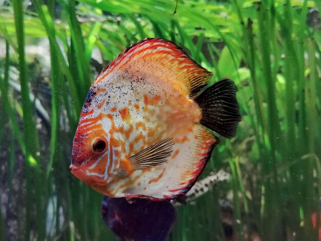 Close-up of fish swimming in sea