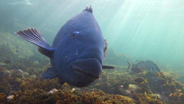 Foto prossimo piano di pesci che nuotano in mare