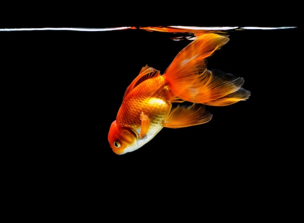 Photo close-up of fish swimming in sea