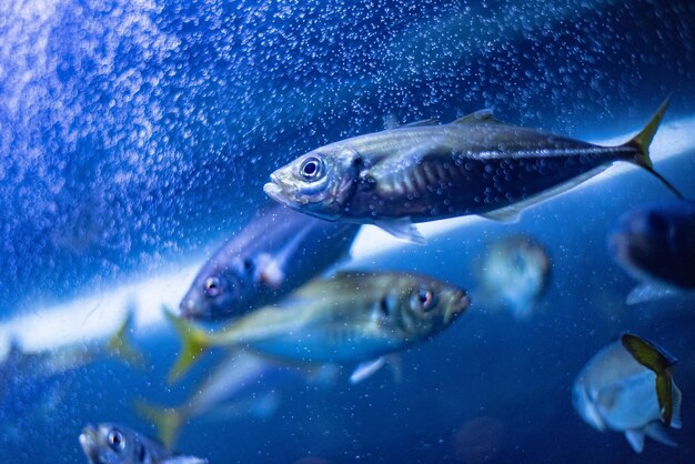 Photo close-up of fish swimming in sea