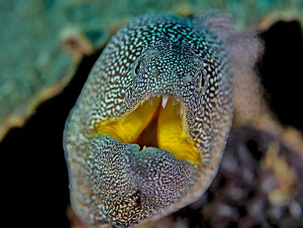 Foto prossimo piano di pesci che nuotano in mare