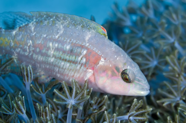 Photo close-up of fish swimming in sea